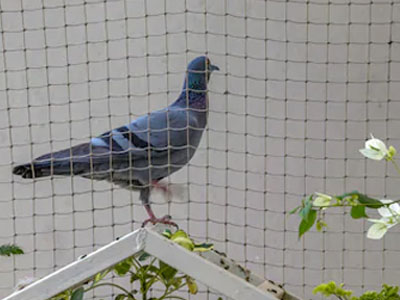 Pigeon Safety nets