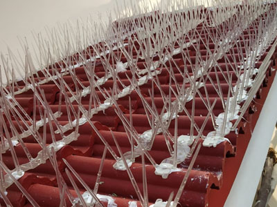 Anti Bird Spikes